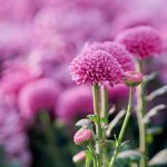 Close-up of blooming pink chrysanthemums with soft blurry background, capturing their vibrant colors and details.
